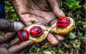 Spice Farm Tour 3